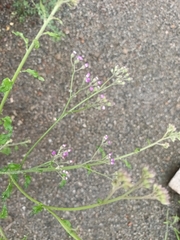 Cyanthillium cinereum