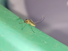 Culex quinquefasciatus