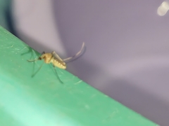 Culex quinquefasciatus