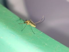 Culex quinquefasciatus