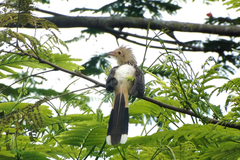Guira guira