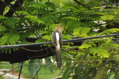 Guira guira