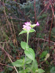 Silene dioica