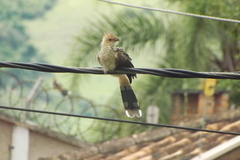 Guira guira