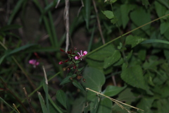 Lopezia racemosa