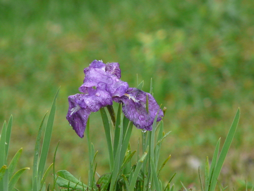 Iris kemaonensis, photograph 2