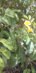 Allamanda cathartica