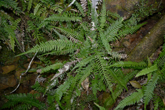 Blechnum medium