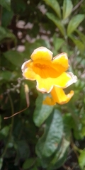 Allamanda cathartica