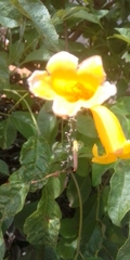 Allamanda cathartica