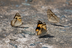 Junonia hierta