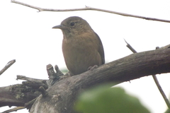 Troglodytes aedon