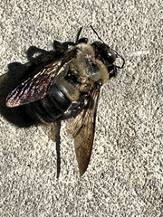 Xylocopa virginica texana