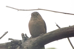 Troglodytes aedon