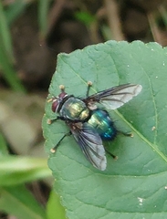 Ameniinae