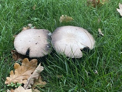Agaricus