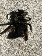 Xylocopa virginica texana
