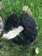 Agaricus
