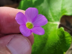Oxalis drummondii