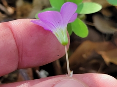 Oxalis drummondii
