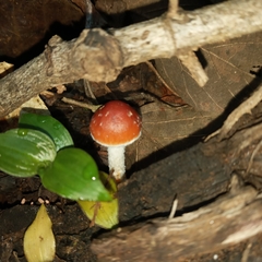 Leratiomyces