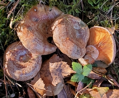 Lactarius quieticolor