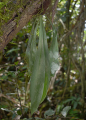 Antrophyum callifolium