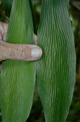 Antrophyum callifolium