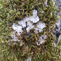 Ricasolia amplissima