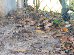 Setophaga ruticilla