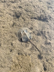 Carcinoscorpius rotundicauda