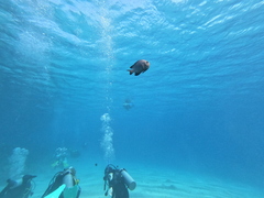 Dascyllus trimaculatus