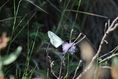 Dismorphiinae