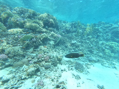 Oxycheilinus digramma