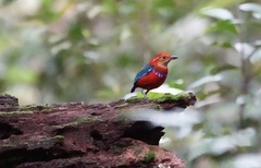 Erythropitta arquata