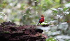 Erythropitta arquata