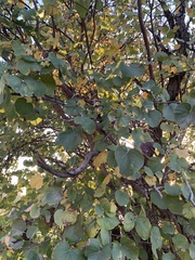 Cercis siliquastrum