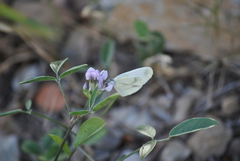 Dismorphiinae