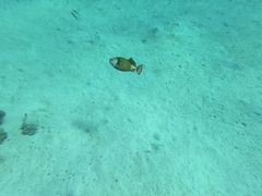 Balistoides viridescens