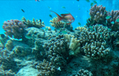 Pseudanthias squamipinnis