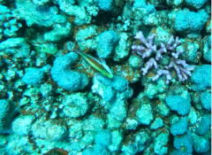 Paracirrhites forsteri