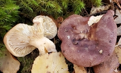 Lactarius hysginus