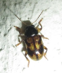 Microeurydemus africanus