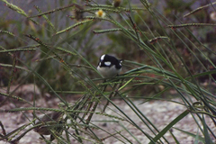Sporophila lineola
