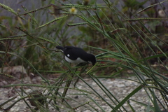 Sporophila lineola
