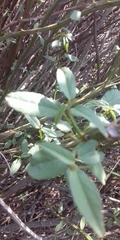 Pavonia sepium