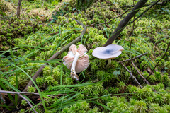 Entoloma indigoferum