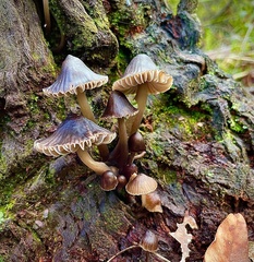 Mycena subgalericulata