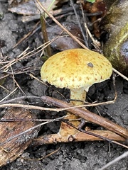 Pholiota lucifera