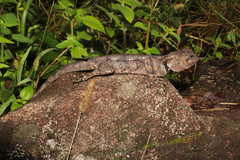 Acanthocercus atricollis